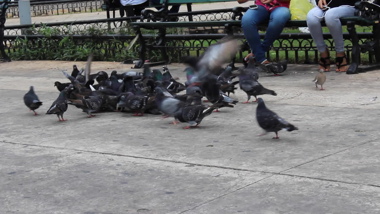 다운타운 센트로 메리다 유카탄 멕시코의 비둘기