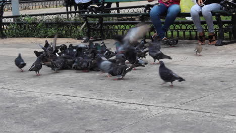 palomas en el centro centro mérida yucatan mexico