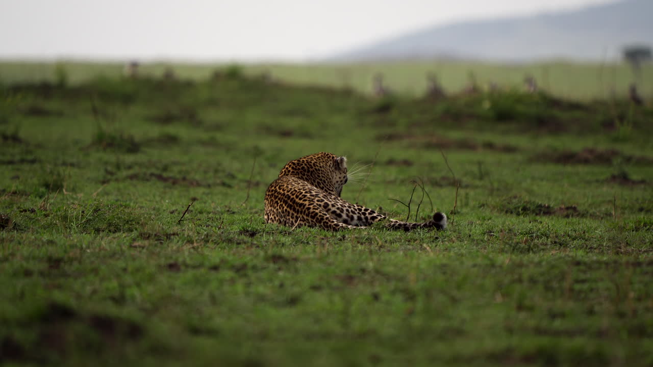 el leopardo yace sobre la hierba, la hiena pasa, vastas llanuras africanas verdes