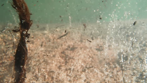 Decaying-dirt-floats-in-lake-water-with-pebbled-bottom