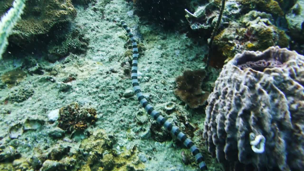 Un serpente marino fasciato nuota tra coralli e spugne su una barriera corallina tropicale in Thailandia