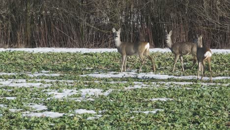 Tres-Alerta-En-Un-Campo-Con-Parches-De-Nieve-Mirando-Hacia-La-Cámara