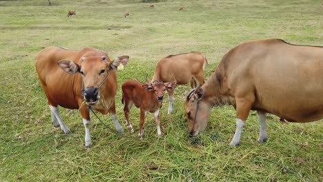 Brown-Cows-Grazing-Together-in-Countryside-Grassland,-Cute-Cattle-in-Green-Meadow-at-Bali-Indonesia,-Peaceful-Animals