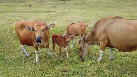 brown cows grazing together in countryside grassland, cute cattle in green meadow at bali indonesia, peaceful animals