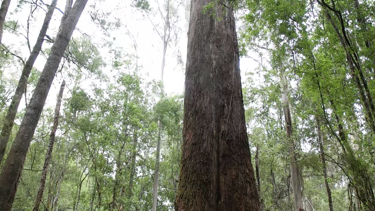 tilt down shot of a large swamp gum in tasmania