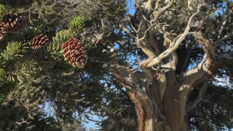 conos de pino cuelgan de antiguos árboles de bristlecone en las montañas blancas de california