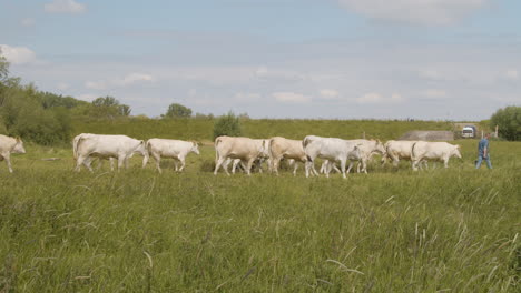 herd of cows following a farmer in a green field - wide