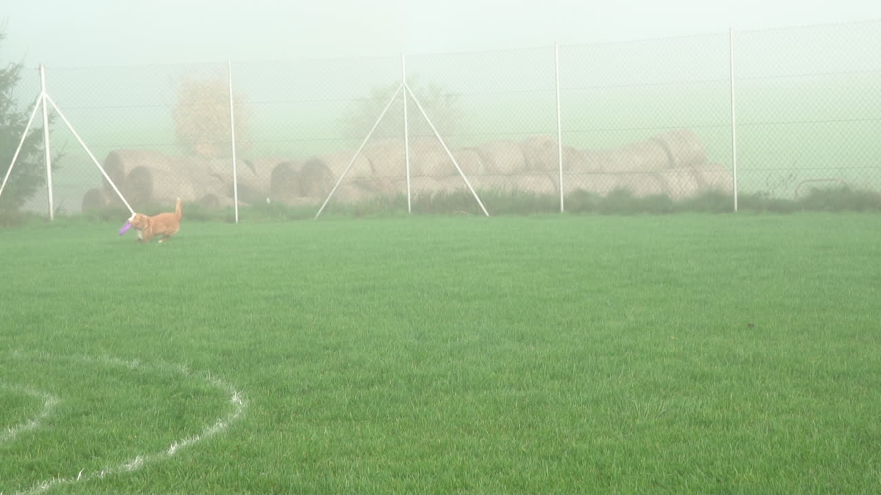 Dog running and playing with a toy in a foggy grassy field
