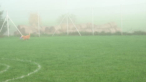 dog running and playing with a toy in a foggy grassy field
