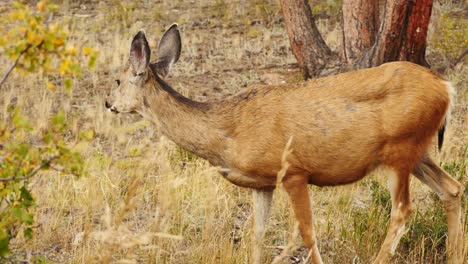 Venado-Cola-Blanca-Flaco-Pastando