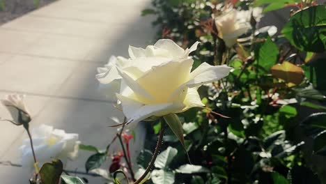 a white rose gently swaying in the wind with a quiet suburban street in the background