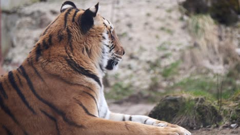 closeup shot of wild male raptor tiger resting in wilderness and staring around