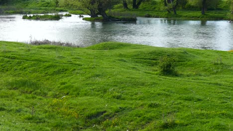 Río-De-Agua-Llena.-Hierba-Verde-Jugosa.-Paisaje-De-Primavera