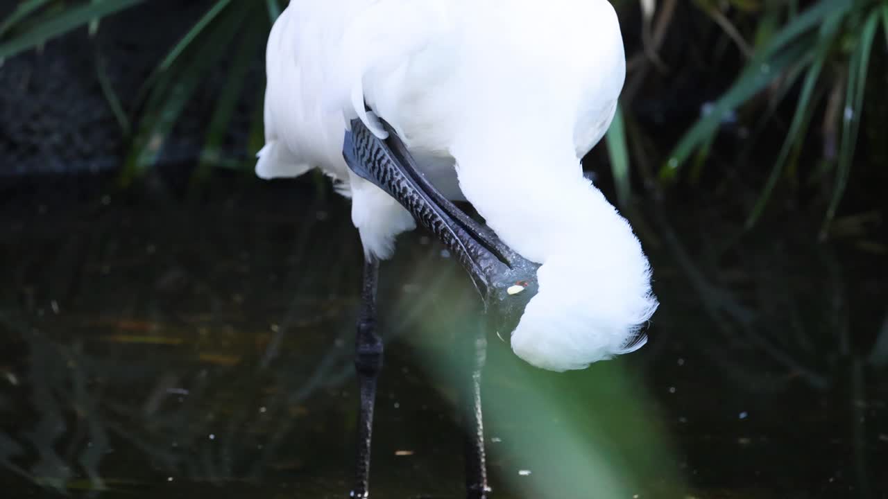 Spoonbill preening feathers near water in zoo