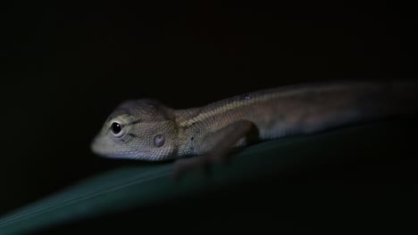 The-Oriental-Garden-Lizard-is-also-called-the-Eastern-Garden-Lizard,-Bloodsucker-and-Changeable-Lizard