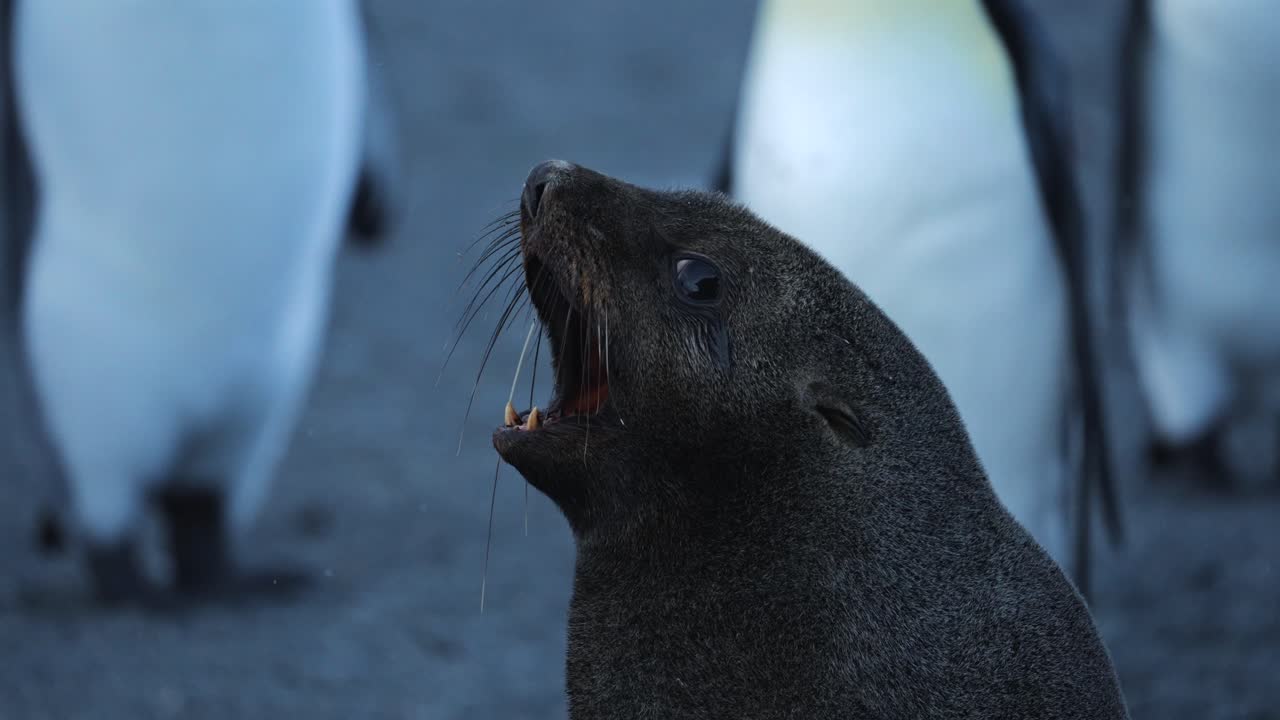 Fur Seal Shoes Teeth To King Penguins On South Georgia Island