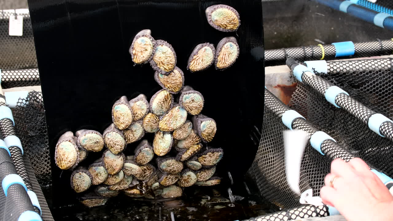 Abalone marine molluscs attached to black plastic in basket on aquafarm