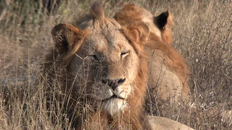 close up of young male lions lying down resting in savannah