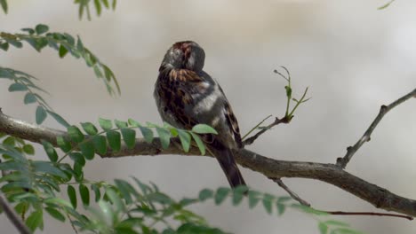 Pájaro-Gorrión-En-La-Rama-Entre-Hojas-De-árbol-En-Movimiento