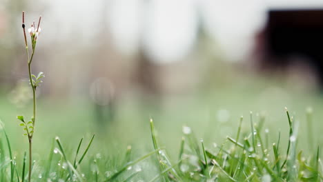 Nahaufnahme-Von-Nassem-Gras-In-Einem-Garten-Mit-Einem-Kleinen-Schwarzen-Käfer,-Der-Aufsteigt