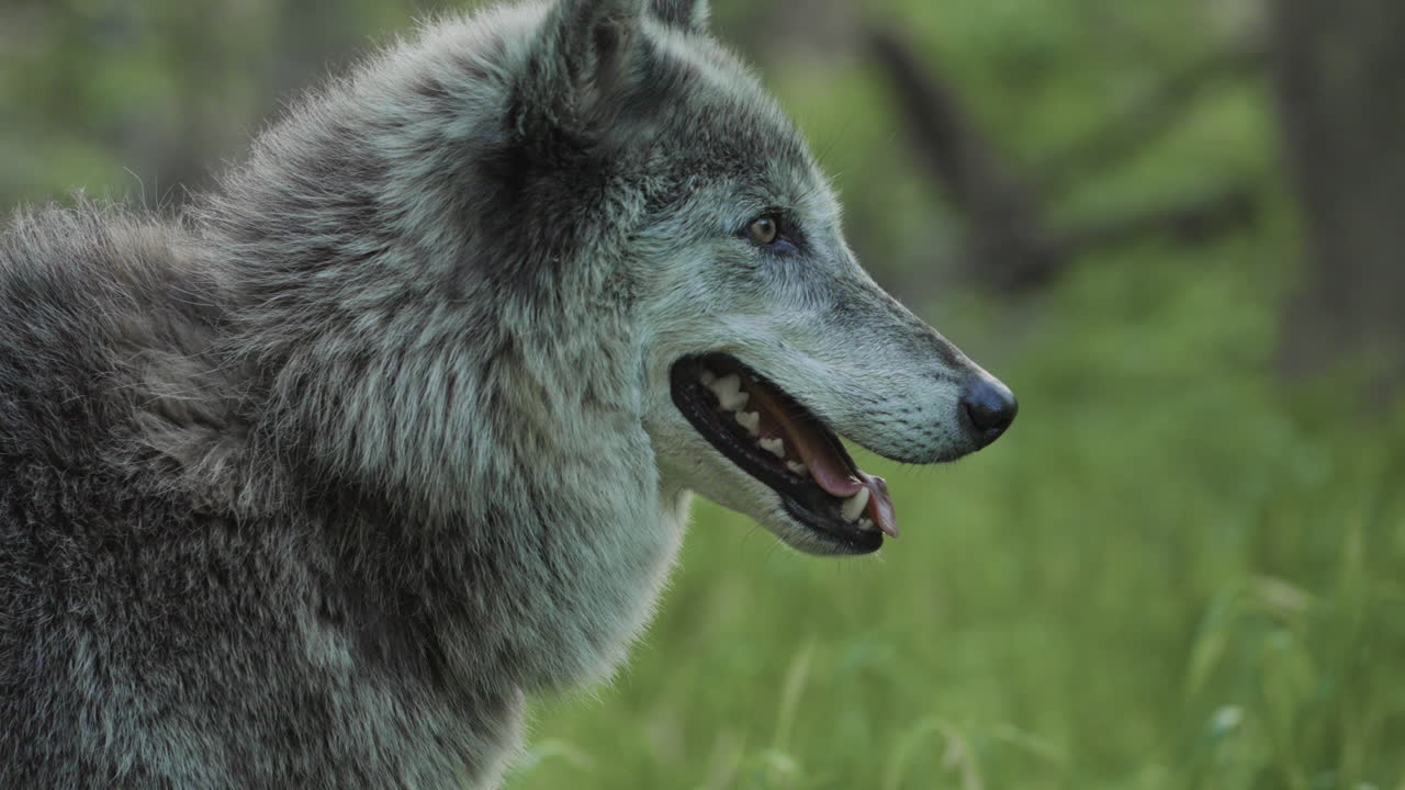 cerca de la cara de un lobo gris cuando se vuelve hacia la cámara