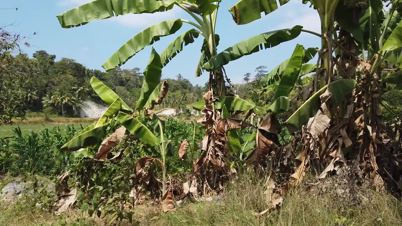 una cámara lenta de los campos agrícolas de sustento local en las islas andaman india