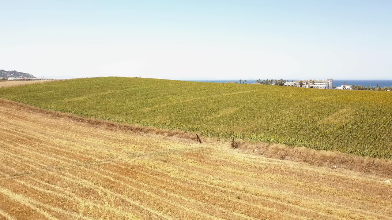 disparo aéreo descendente sobre un gran campo de girasoles en la costa de andalucía