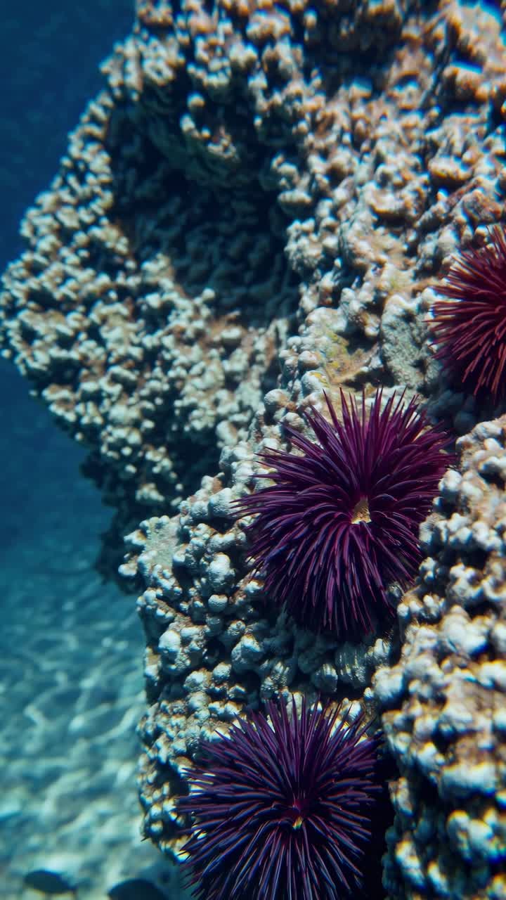 Video ravvicinato subacqueo di ricci di mare vivaci su fondale roccioso