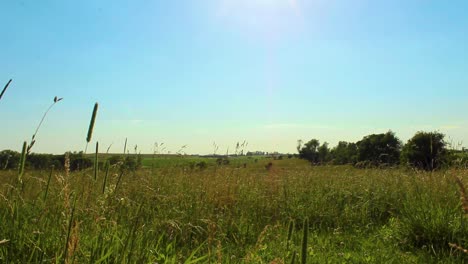 in a field through the wire fence fast reveal