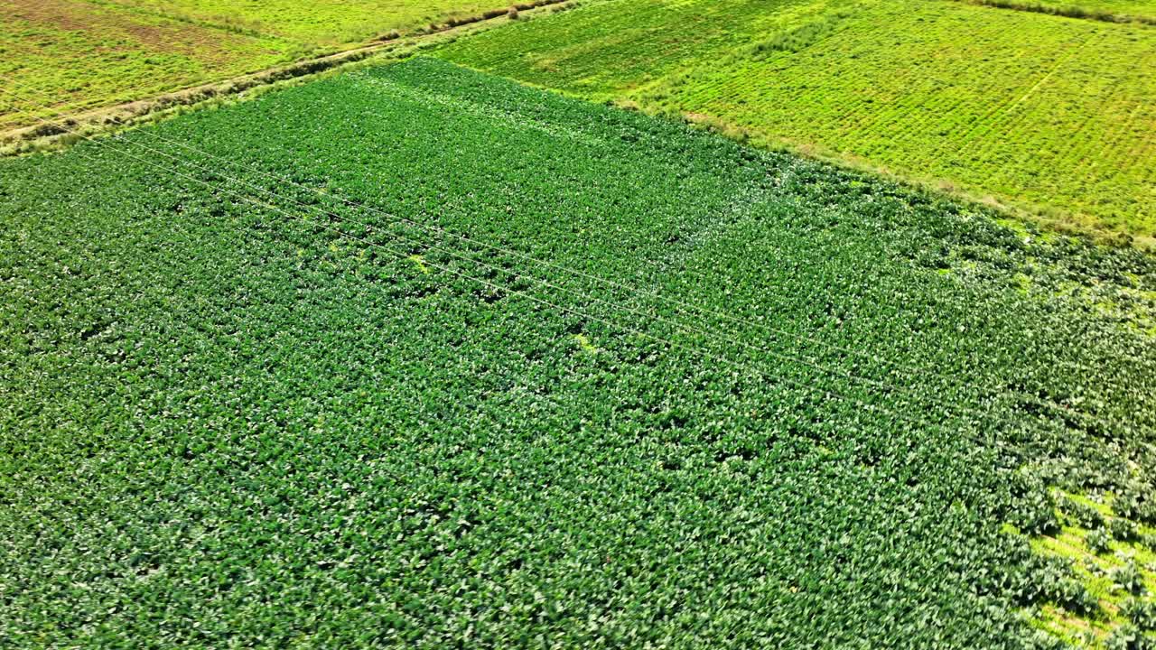 дистанционная съемка беспилотным самолетом района, полного зелени