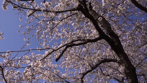 Mirando-Hacia-Un-Hermoso-árbol-De-Sakura-Rosa-En-Un-Día-Despejado
