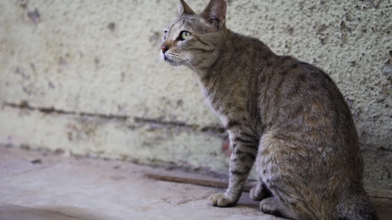Raza india billi también conocida como gato común indio