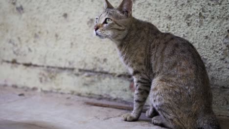 Indische-Billi-Rasse,-Auch-Bekannt-Als-Indische-Gewöhnliche-Katze