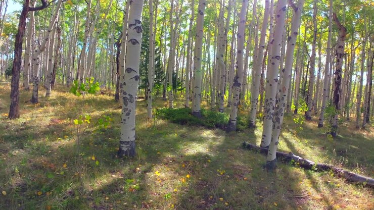 Monte Shavano, boschi a livello del suolo, campeggio, punto di partenza del sentiero, Passo di Kebler, Crested Butte, Paonia, fitta foresta di alberi di pioppo tremulo alti e maturi, Colorado, drone aereo a livello del suolo, sole del primo mattino, autunno, movimento in avanti