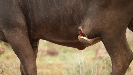 Red-billed-Oxpecker-pecks-at-large-abscess-wound-on-Cape-Buffalo-side