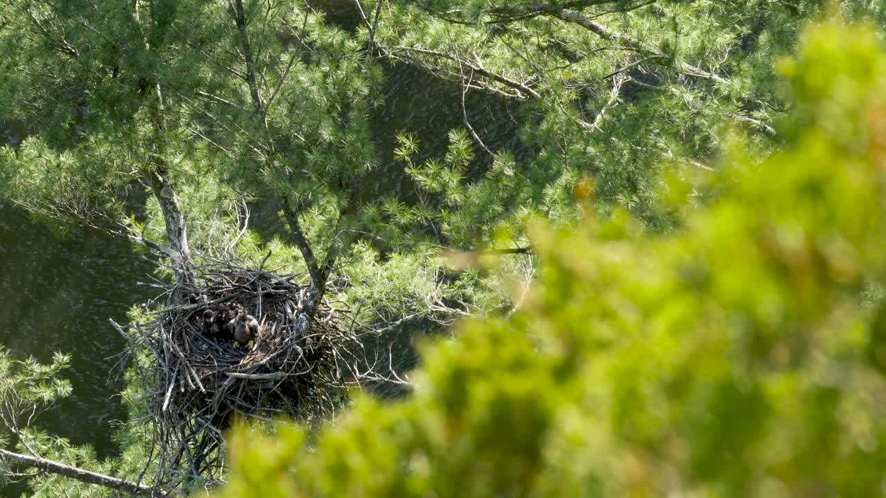 Bald Eagle Nest in Tree