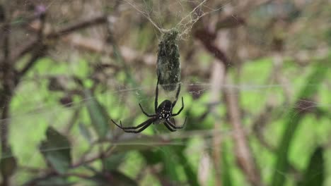 Static-shot-of-an-Argiope-aurantia-spider-or-garden-cross-spider-with-black-and-white-pattern-on-its-body-in-its-web-with-wrapped-prey-and-a-natural-green-environment-in-the-background