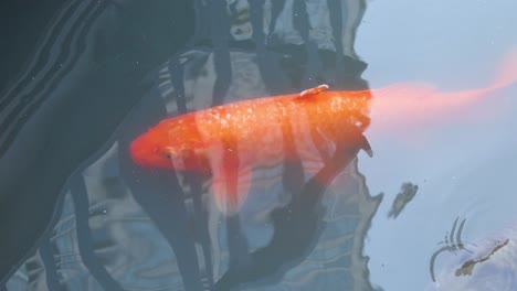 colorful koi fish gliding through water