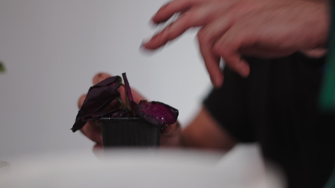 Trapianto di basilico viola