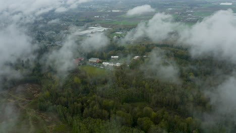 una espesa y densa niebla se cierne sobre el bosque de hoja perenne