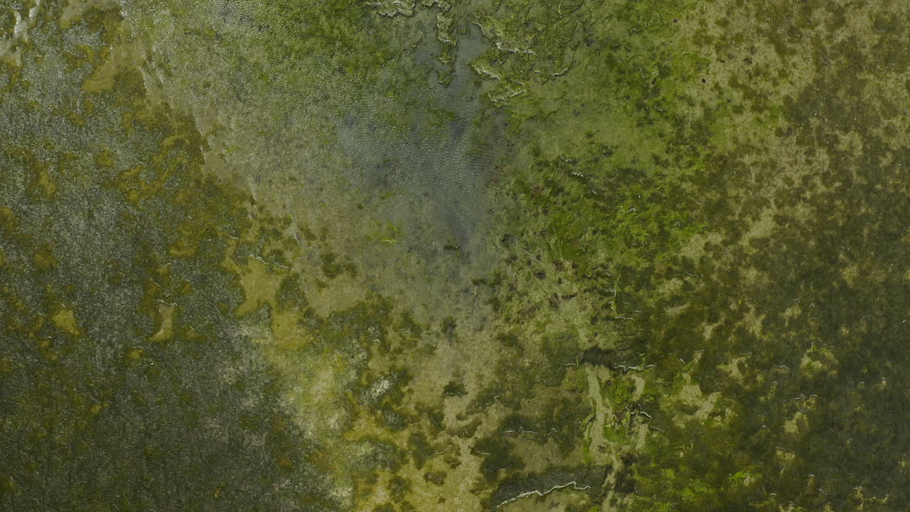 Tutto ciò di cui hai bisogno è un po' di verde