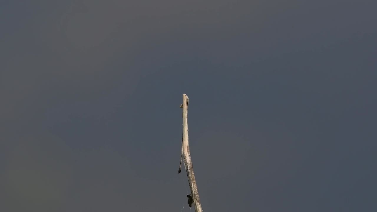 la libélula de cola de brida común se ve comúnmente en tailandia y asia