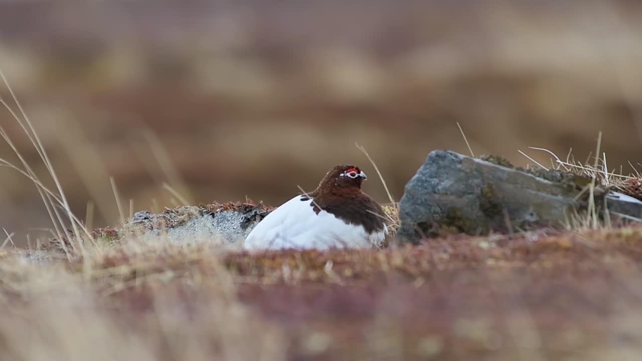 Willow Ptarmigan in Northern Norway tundra landscape wildlife bird 4k