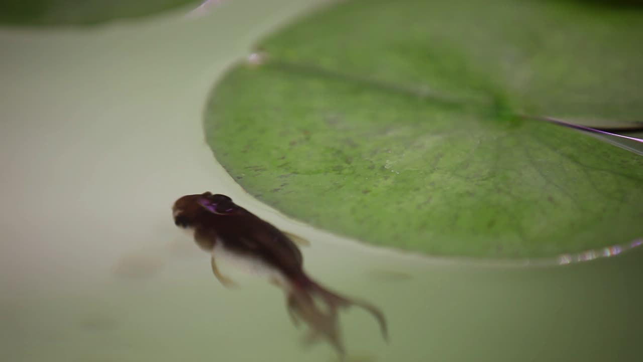 Oranda fish swimming among aquarium plants and organics trying to find anything to feed on