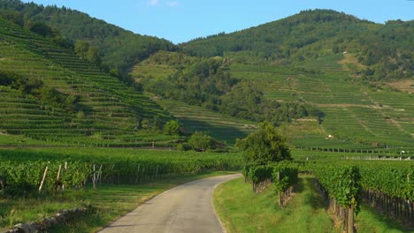 Straße,-Die-Zur-Goldenen-Stunde-Durch-Weinberge-In-Der-Wachau-In-Österreich-Führt