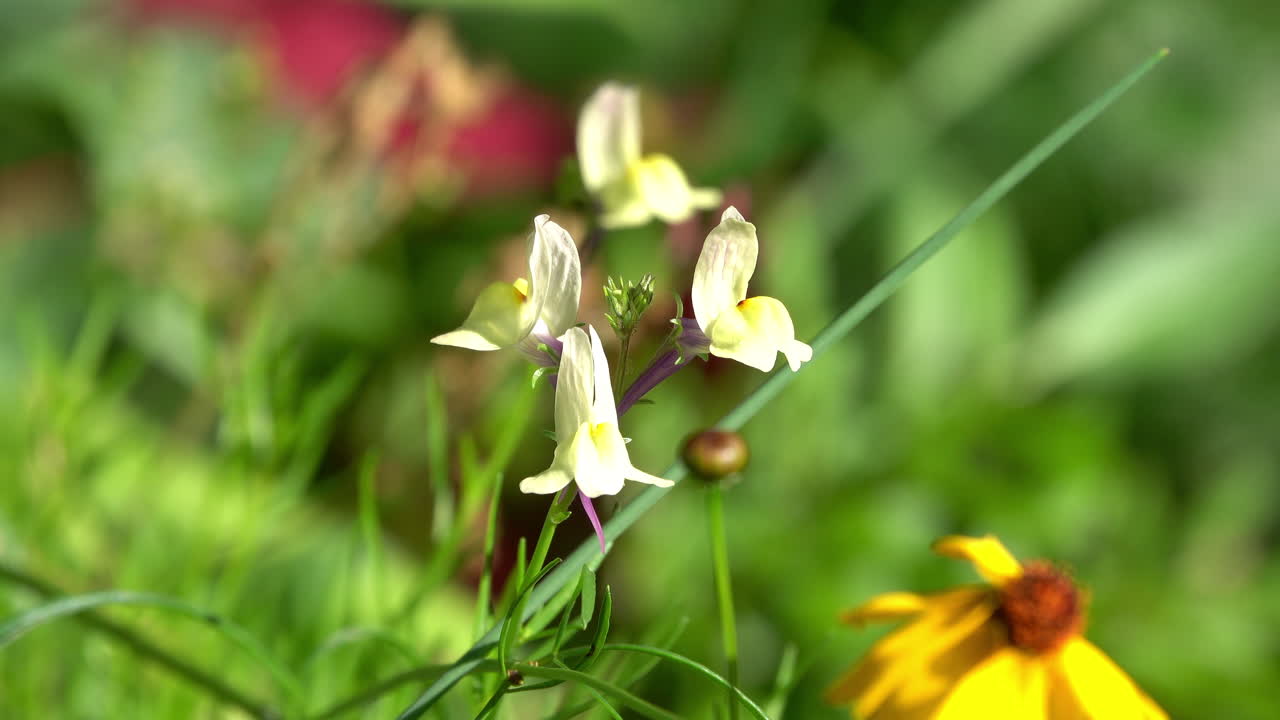 Toad flax (Linaria) blooms in a meadow