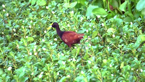 a cute northern jacana walking in the green grass, looking for food