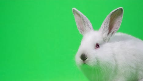 close-up of a white rabbit on a green screen