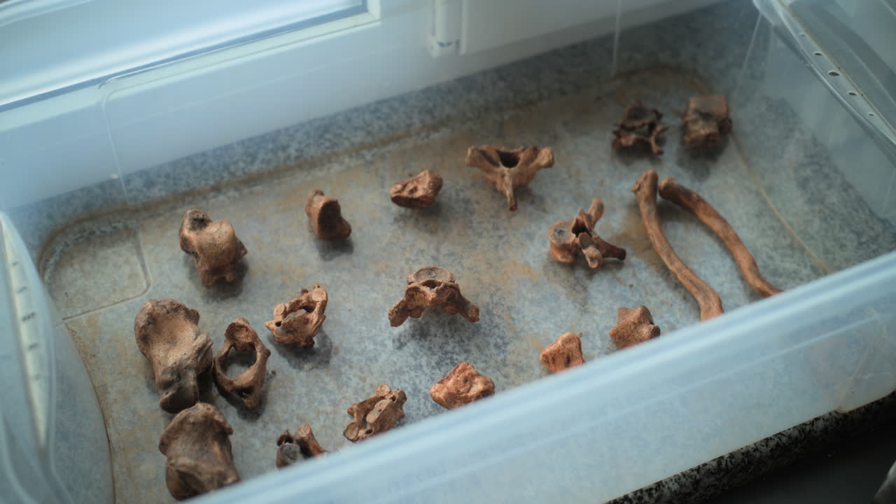 컨테이너에 있는 동물의