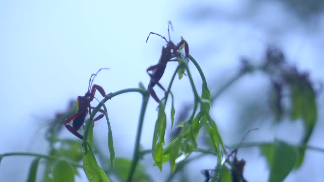 insect Acanthocephala on the leaves trees in the